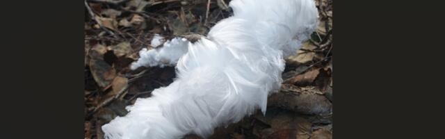 FOTOD | „Mis valge ollus maas vedeleb?“ Haruldane nähtus Harjumaa metsades