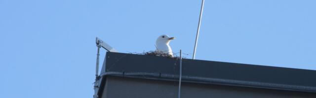 HEA TEADA | Hoia oma kodumaja katus soovimatutest linnupesadest puhas