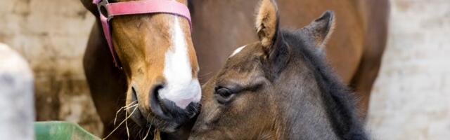 Maaülikooli teadlaste abil sündis Eesti esimene kloonitud varss