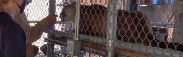 Reporter: Talitajad kasutavad süstihirmust ülesaamiseks kavalat nippi