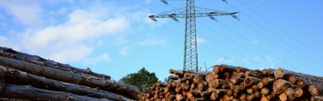 Soe sügis langetab Lätis puidu hinda