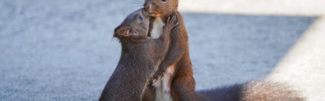 VVV: gigantide heitlus – kes paneb vallajuhtidest osavamalt tuima?