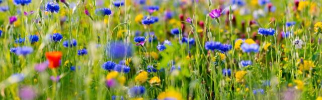 Maalehe aastaraamat juhatab teed uutes aiatrendides