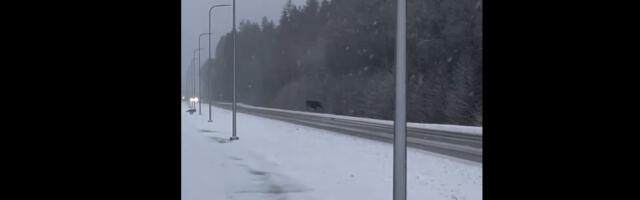 VIDEO! Kas põtra ajas taga hunt või koer?