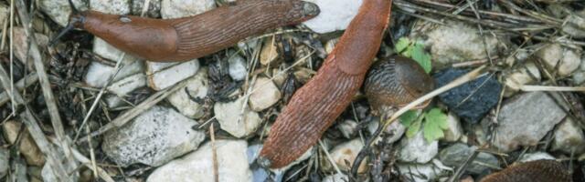 Tähelepanu, tähelepanu, Eestimaad rünnatakse!