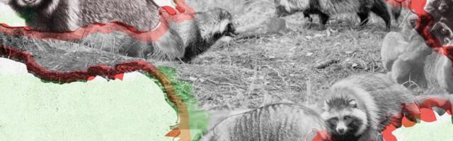 Riik plaanib kõik Hiiumaa kährikud ära tappa