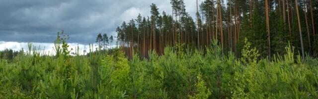 Riigimetsas algab kuni kolm kuud kestev pesitsusrahu