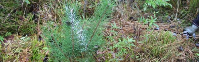 Erametsakeskus: metsa hooldamine on tark investeering