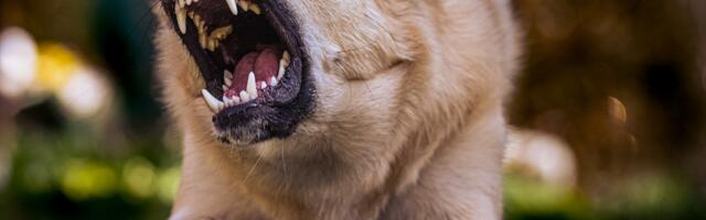 Probleemid koertega algavad tihti omanike teadmatusest