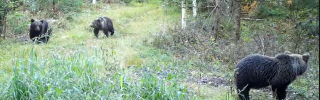 VIDEO | Kullaveres jäi rajakaamerasse tavatult suur karupere