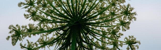 Karuputke tõrje kohustus läheb järk-järgult üle maaomanikele