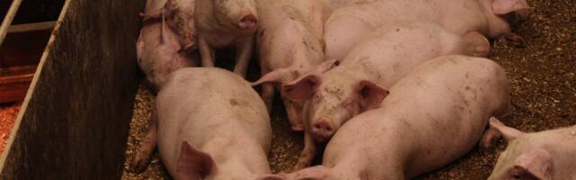 Põlvamaal on seakatku kahtlus ligi 6700 seaga farmis. Leiti surnud ja haiguskahtlasi loomi