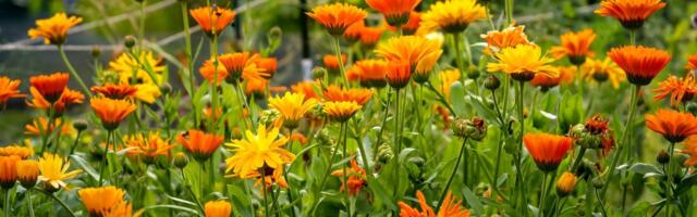 Lihtne, kuid mitmeti kasulik saialill