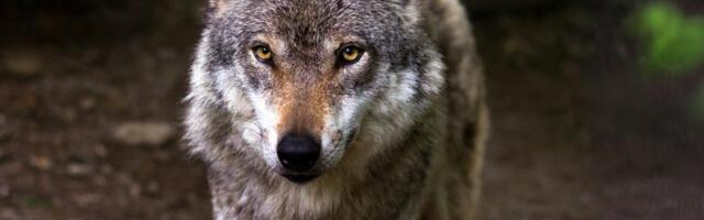 Meie kandis võib küttida kuni 27 hunti