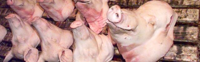 Hiinlased söövad Eesti kanade varbaid ja aafriklased meie sigade päid