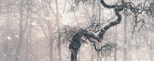 Keskkonnaagentuur hoiatab: öösel algab tugev lumesadu ja tuisk