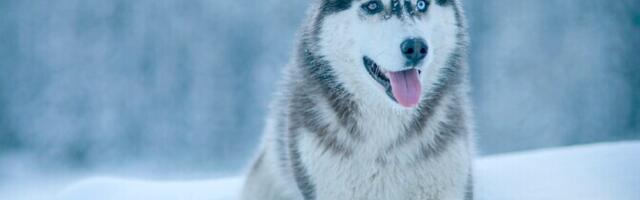 Uuringud: koeratõugude aretus läks lahti juba muinasajal