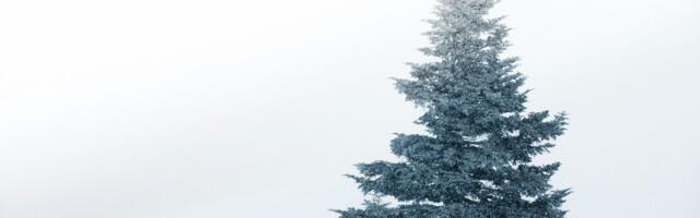 Riigimetsast toodi pühadeks üle 10 000 jõulukuuse