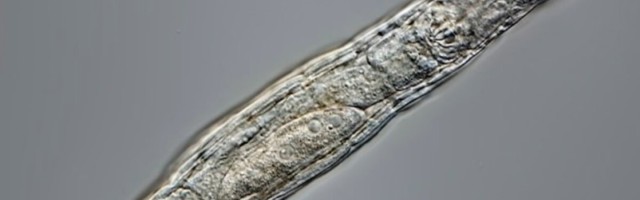 Kraadiklaas? Ei, igikeltsas 24 000 aastat talvitunud ja taas elustunud mikroob