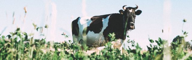 Saaremaa Piimatööstus langetab mahepiima hinda jaekettidele