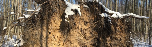 Kodanikuühendus Eesti Metsa Abiks andis kohtusse üle saja looduskaitsealadele väljastatud raieloa