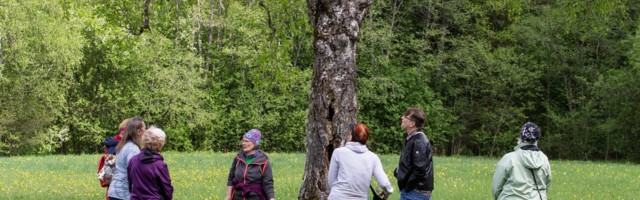Taimedelt saab abi nii palaviku kui lolluse vastu