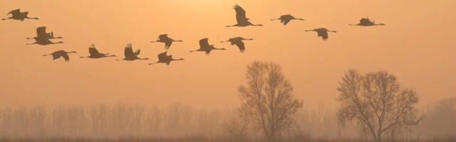 Pärnumaa elanikud ja looduskaitsjad võitlevad tuuleparkide vastu