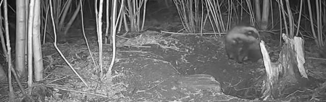 VIDEO | Tere hommikust! Aga kuidas sina end hommikuti pesed? Mäger teab täpselt, kuidas hügieeni pidada