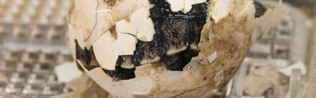 VIDEO | 100-aastased noored vanemad_ Galapagose kilpkonnapaaril sündisid esmakordselt pojad