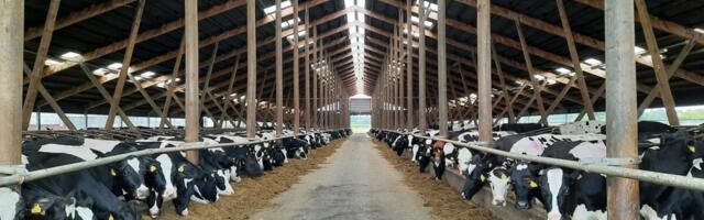 Piimatootmine püsis stabiilne, hind alustas langust