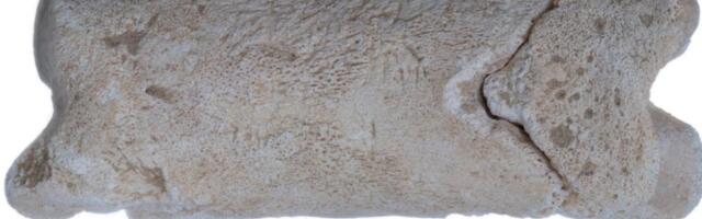 3300 aasta vanune vile_ millest see tehti ja kes seda kasutas?