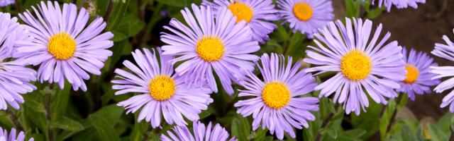 Päevahoroskoop : esmaspäev, 15. september