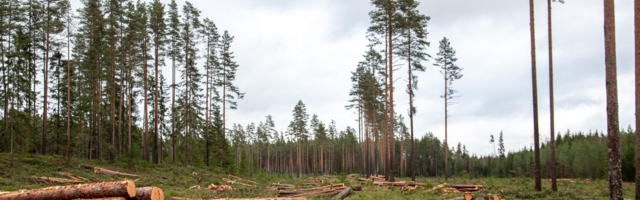 Otepää vallas pandi toime metsavargus
