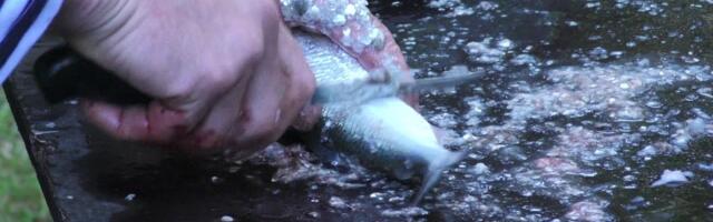 Vaata, tee, maitse! Kuidas soolata rääbist?