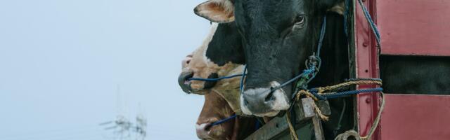 Veel üks põhjus loobuda lihasöömisest: mRNA vaktsiinide kasutamine loomakasvatuses