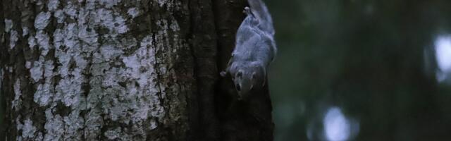 Keskkonnaamet esitas Keskkonnaministeeriumile kinnitamiseks lendorava püsielupaikade kaitse-eeskirja eelnõu