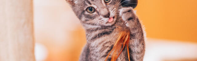 SÕPRA TUNNED SABAST! Varjupaigad kutsuvad sõbrakuul toetama neljajalgseid sõpru