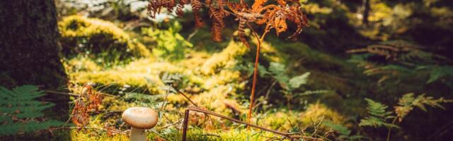 Keskkonnaagentuur: septembri keskel on oodata nõrka öökülma