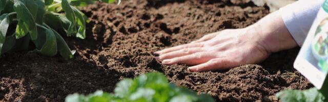 Väetised teie aeda: kuidas valida sobivaimad?