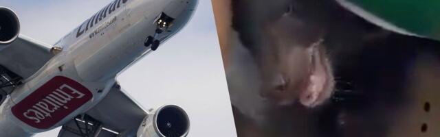VIDEO | Karu lennukis! Mõmmik murdis transpordipuurist välja ja põhjustas pardal täieliku kaose