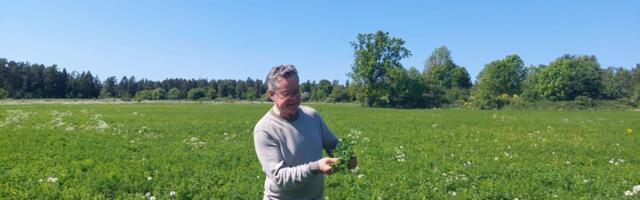 Tervis lutsernipõllult - Saaremaal valmivad ainulaadsed tervisetooted