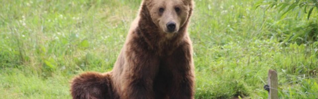 Karude arvukus Eestis läheneb tuhandele isendile
