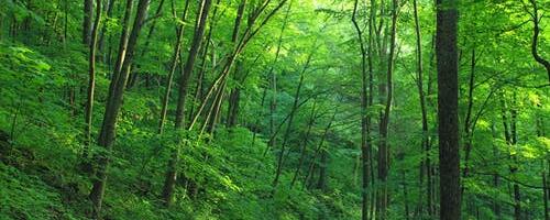 Häädemeestel antakse metsateedele nimed