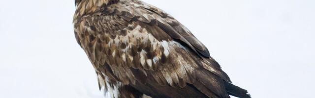 Soomes peatati plaanitud heidutusjaht kaitsealusele merikotkale