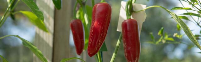 Kaunistuseks koju ja maitsev lisa toidule ehk millest alustada, kui soovid ise tšillit kasvatada?