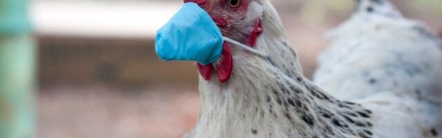 WHO-le teeb tohutut muret inimeste nakatumine linnugrippi