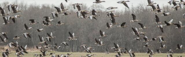 Tallinna Halduskohus: haneliste heidutusjaht on jälle lubatud