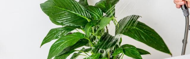 Toataimed kevade ootuses