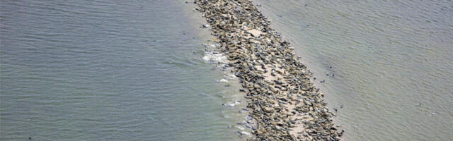 EESTIS LOENDATI REKORDILISELT HALLHÜLGEID