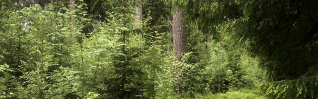 Vääna-Jõesuu imekauneid metsi ähvardab perspektiiv muutuda liivakarjääride tallermaaks
